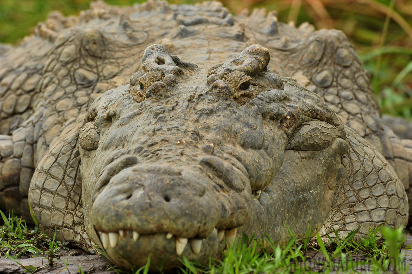 Crocodylus niloticus pauciscutatus [550 mm, 1/1250 sec at f / 9.0, ISO 2000]