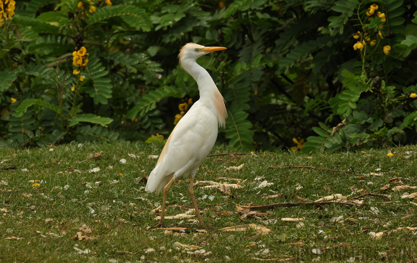 Bubulcus ibis [550 mm, 1/1250 sec at f / 14, ISO 1600]