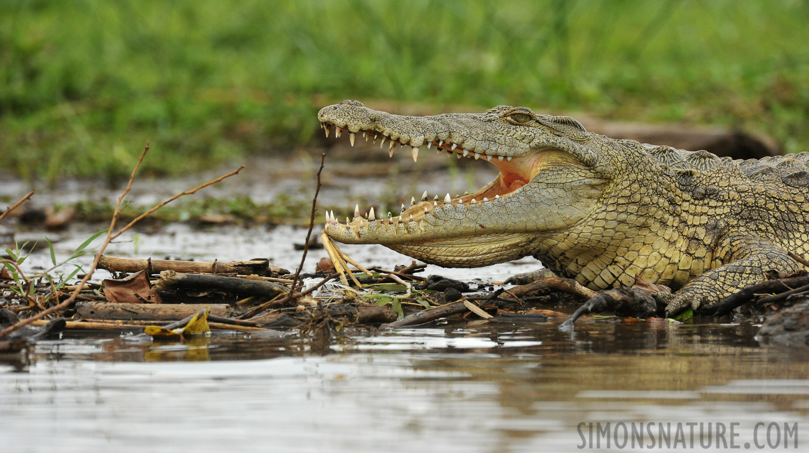 Crocodylus niloticus pauciscutatus [550 mm, 1/2500 sec at f / 8.0, ISO 2000]