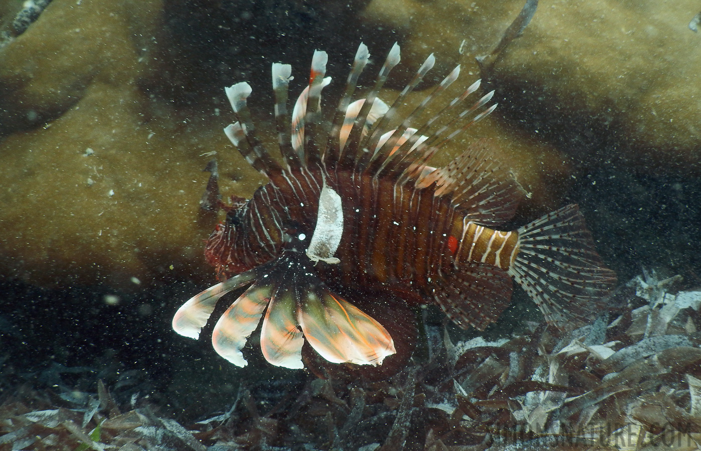 Pterois miles [7.7 mm, 1/100 sec at f / 4.0, ISO 125]