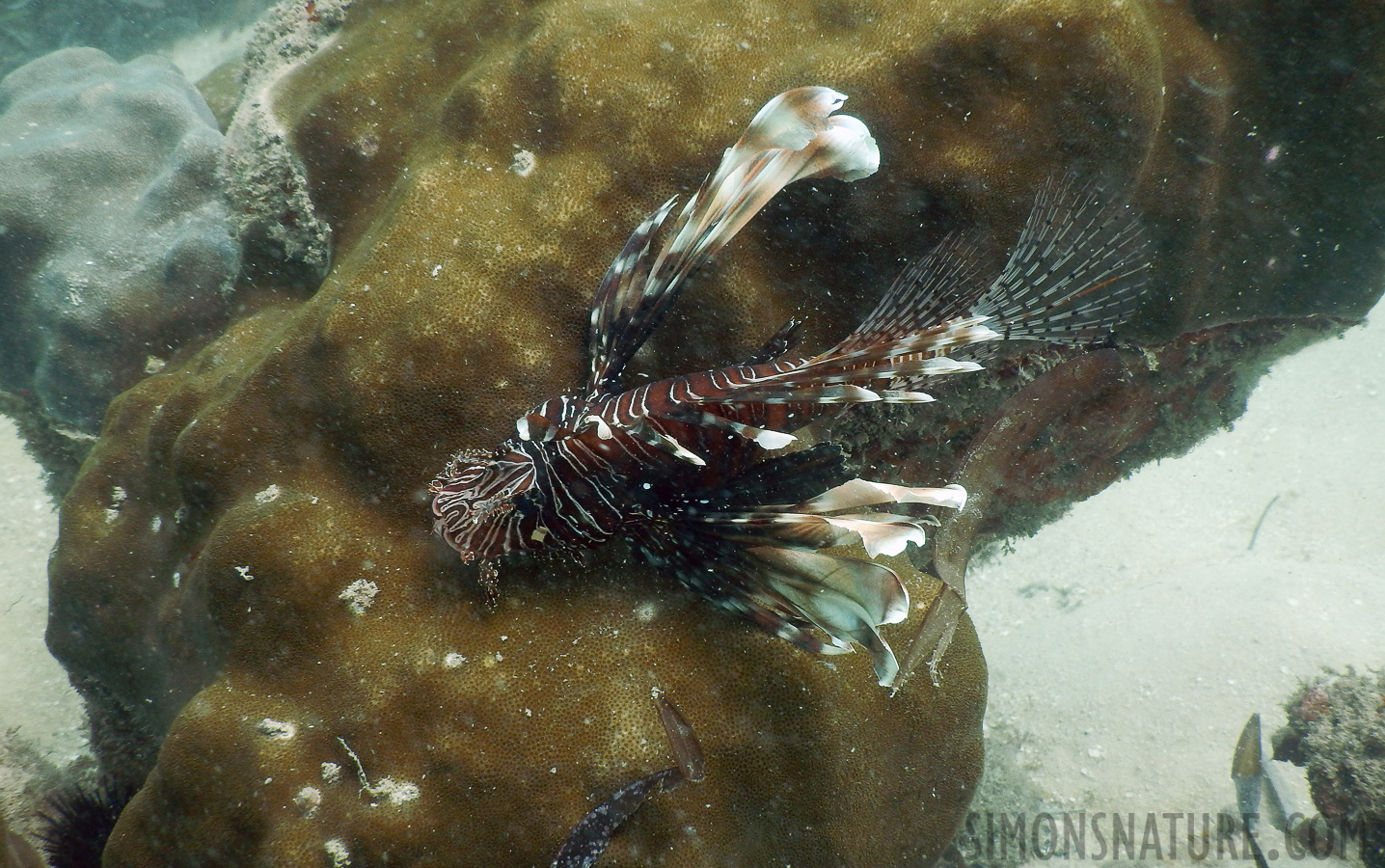 Pterois miles [7.7 mm, 1/125 sec at f / 4.0, ISO 125]