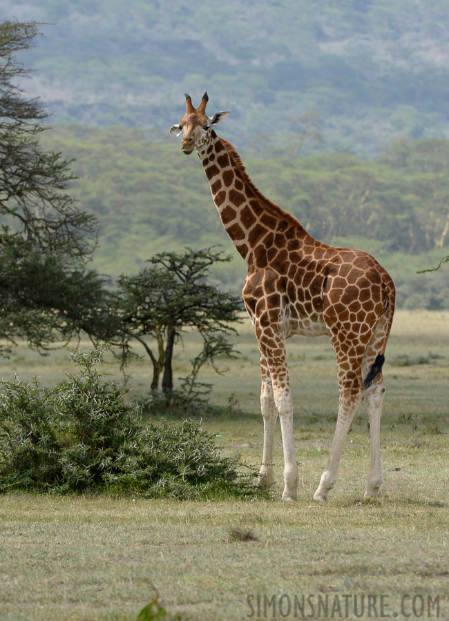 Giraffa camelopardalis camelopardalis [400 mm, 1/200 sec at f / 11, ISO 500]