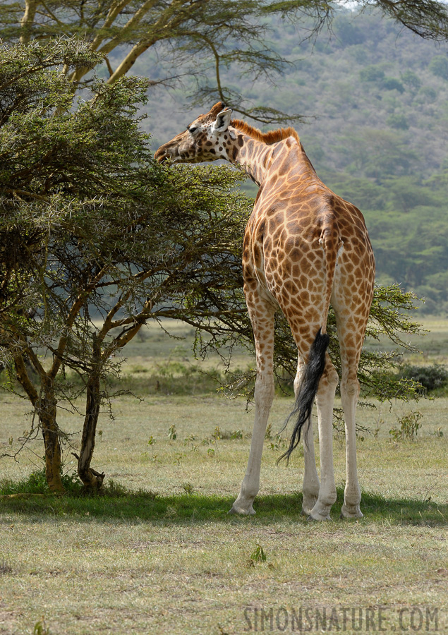 Giraffa camelopardalis camelopardalis [240 mm, 1/200 sec at f / 11, ISO 500]