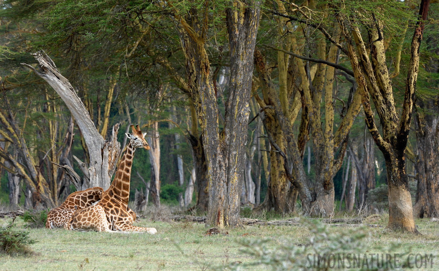 Giraffa camelopardalis camelopardalis [400 mm, 1/50 sec at f / 11, ISO 500]