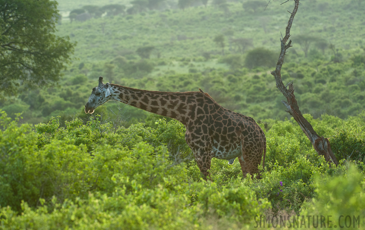 Giraffa tippelskirchi [280 mm, 1/800 sec at f / 6.3, ISO 2500]