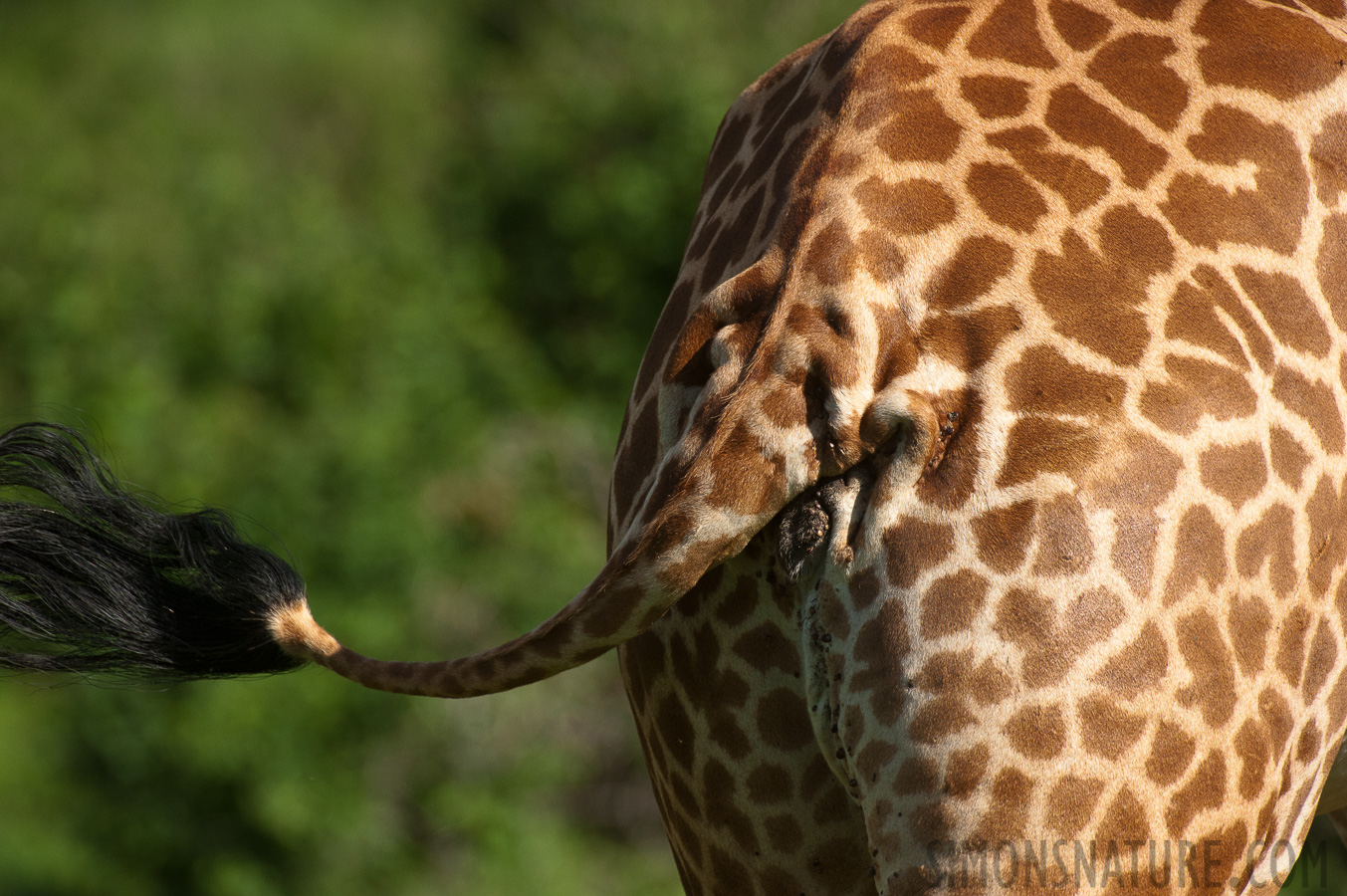 Giraffa tippelskirchi [550 mm, 1/3200 sec at f / 8.0, ISO 1600]