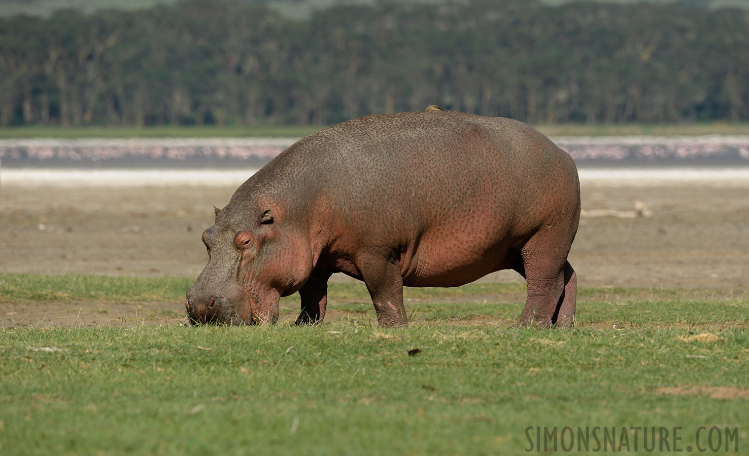Hippopotamus amphibius kiboko [400 mm, 1/1250 sec at f / 7.1, ISO 500]