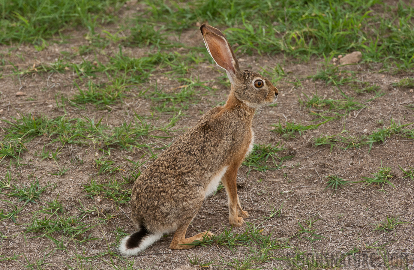 Lepus capensis [420 mm, 1/800 sec at f / 10, ISO 1600]