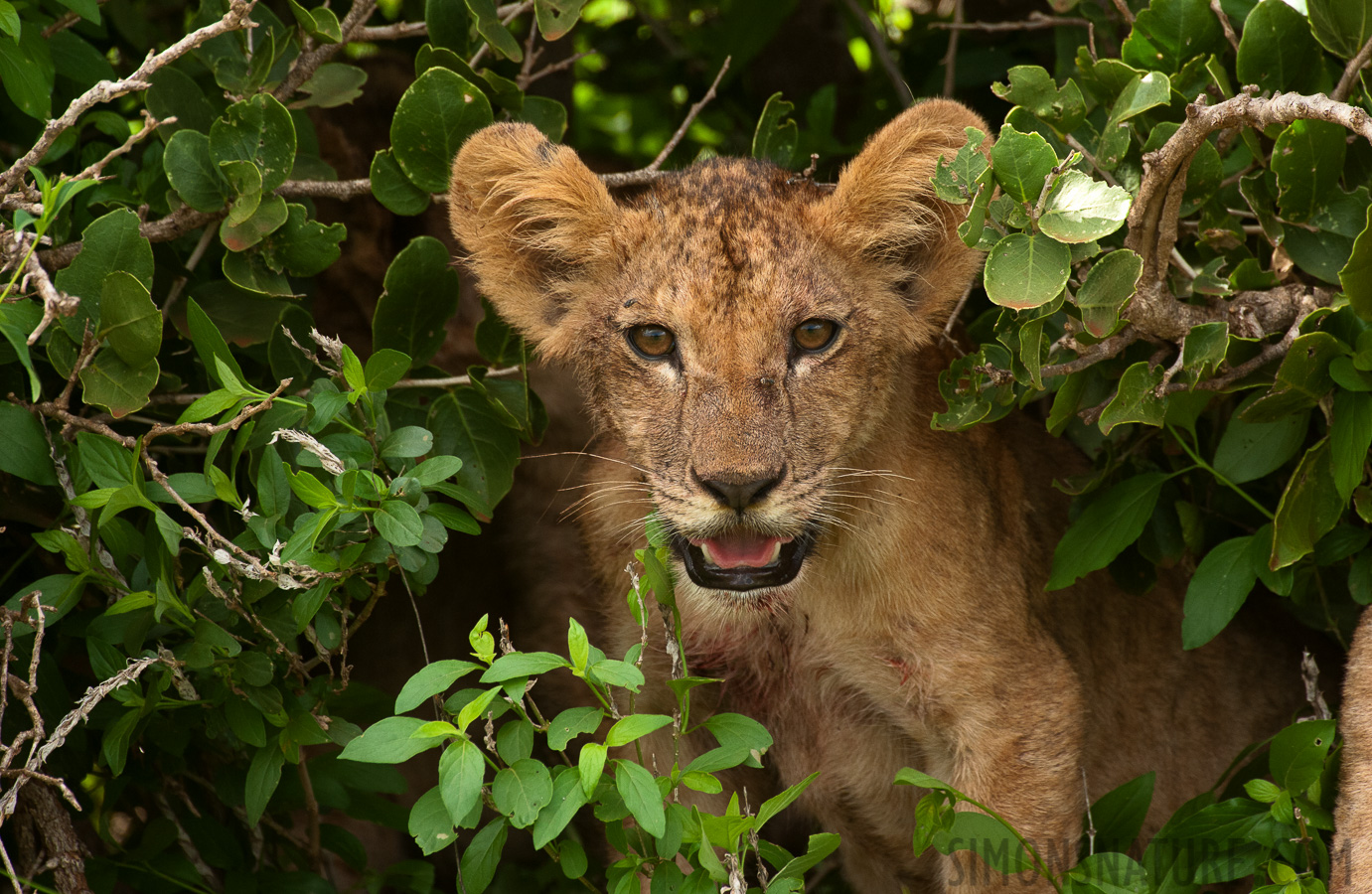 Panthera leo melanochaita [550 mm, 1/800 sec at f / 8.0, ISO 1600]