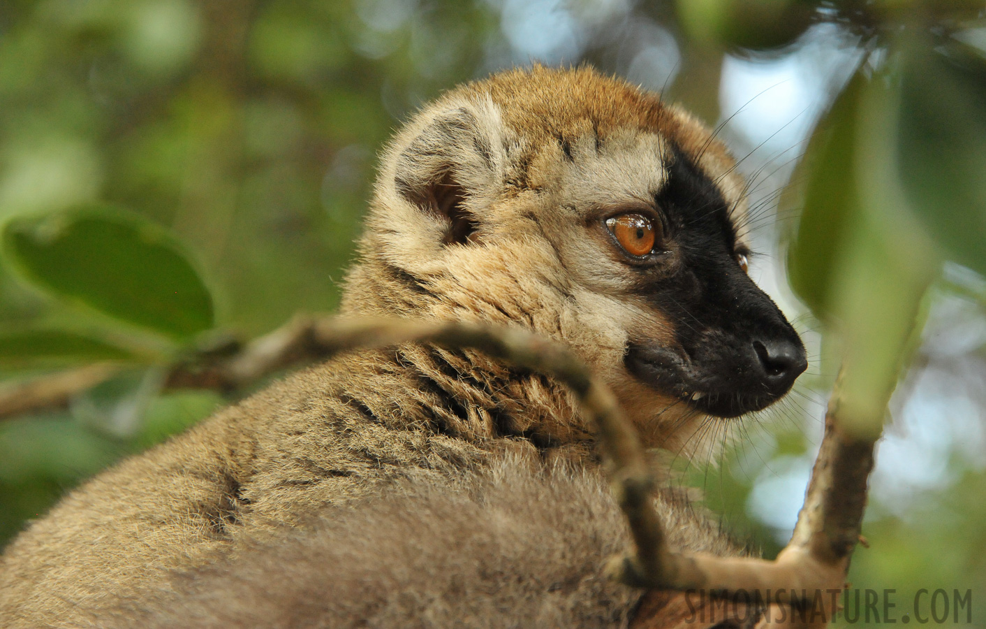 Eulemur rufifrons [300 mm, 1/400 sec at f / 9.0, ISO 4000]
