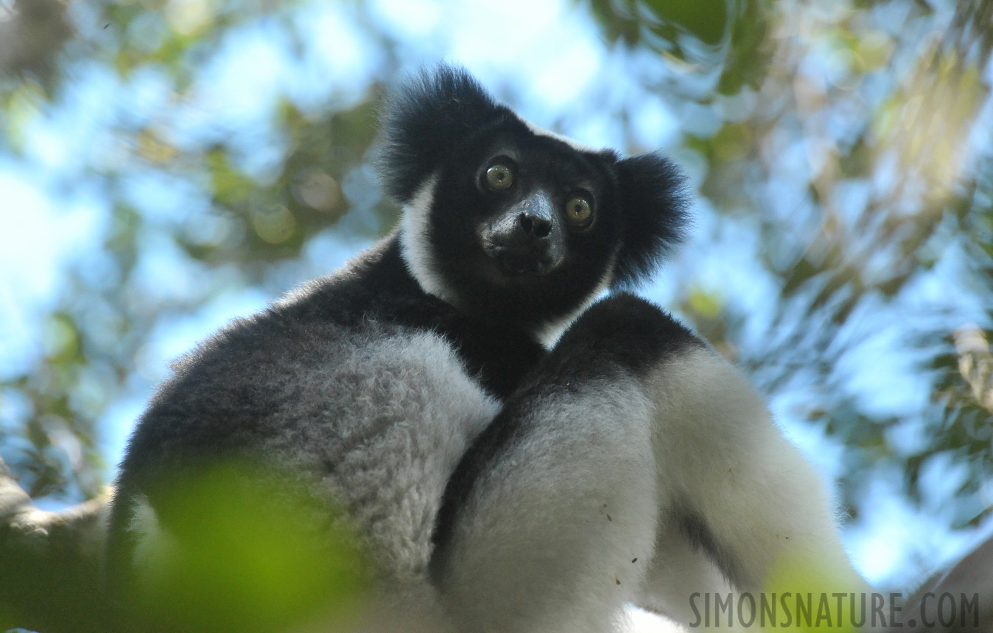 Indri indri [550 mm, 1/500 sec at f / 8.0, ISO 4000]