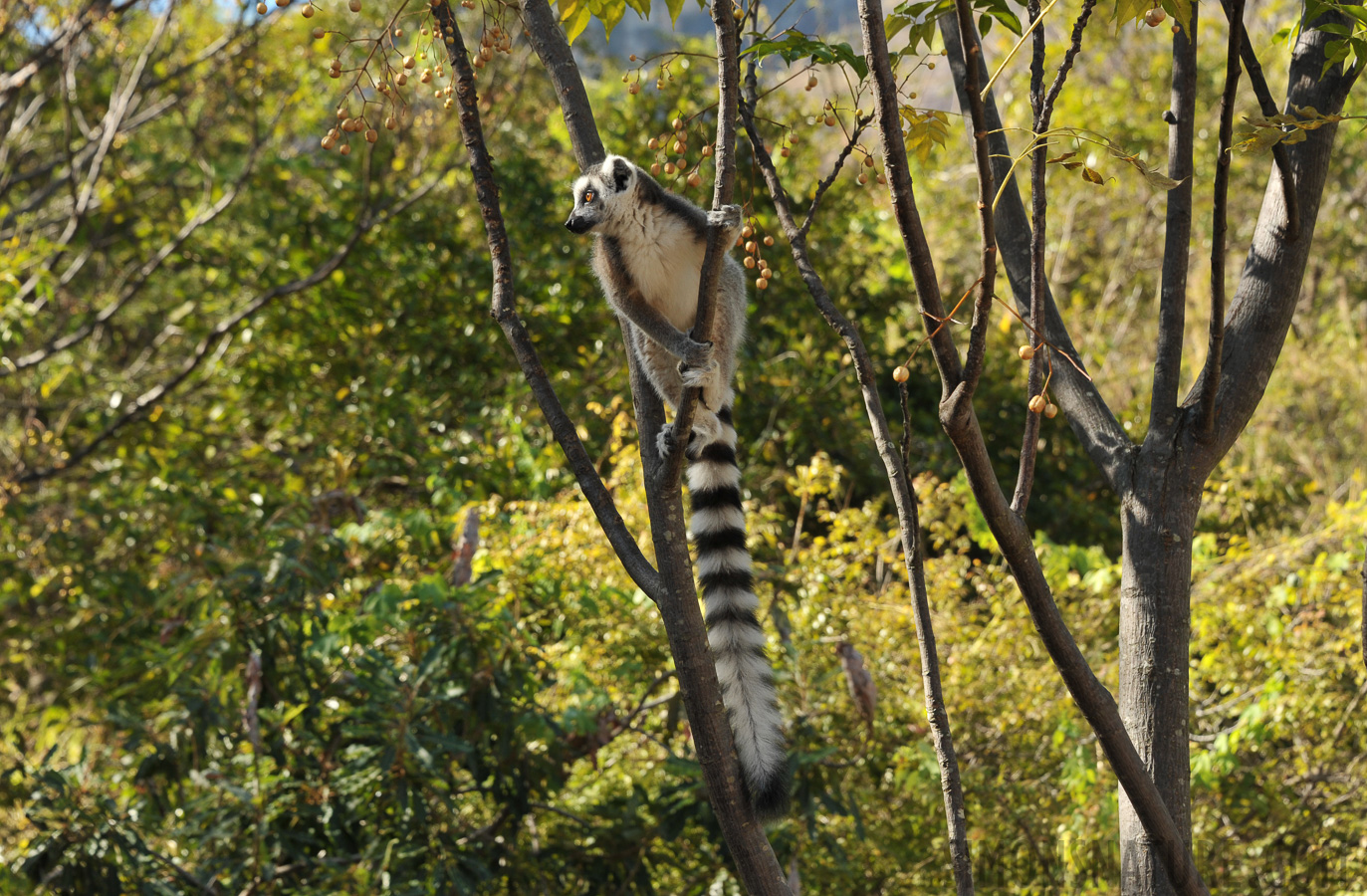 Lemur catta [100 mm, 1/250 sec at f / 8.0, ISO 400]