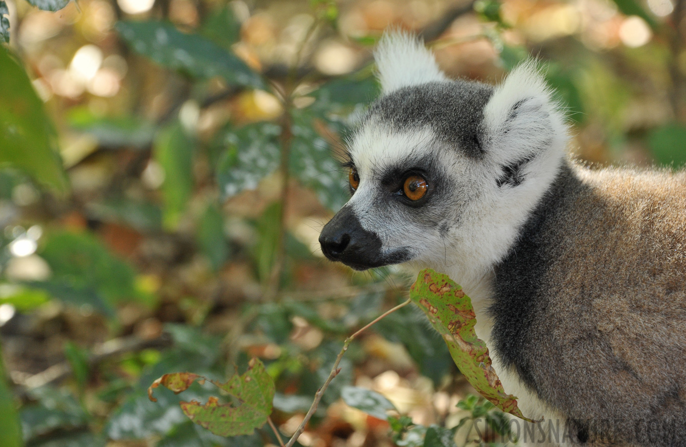 Lemur catta [300 mm, 1/125 sec at f / 8.0, ISO 1600]