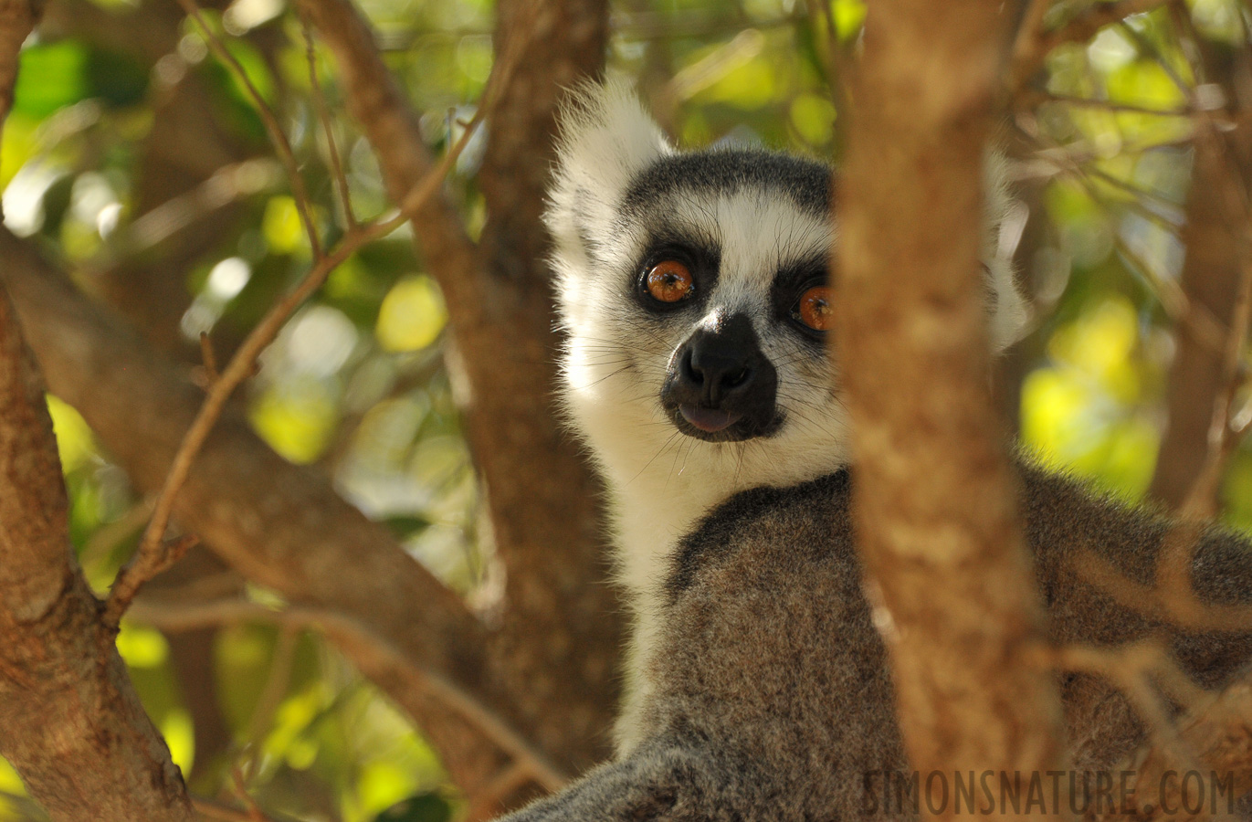 Lemur catta [300 mm, 1/500 sec at f / 8.0, ISO 1600]