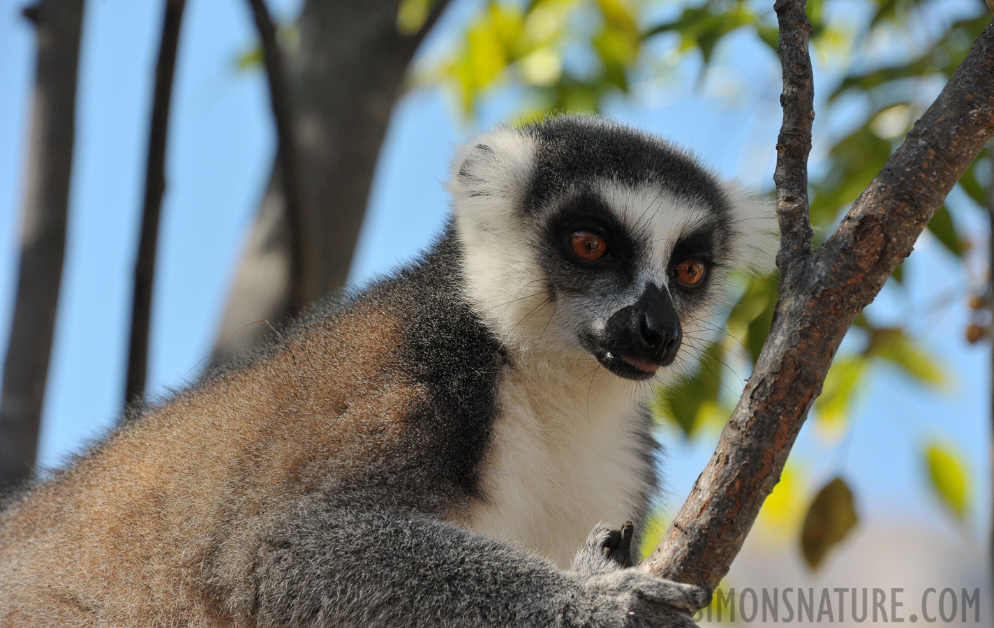 Lemur catta [300 mm, 1/1000 sec at f / 8.0, ISO 1600]