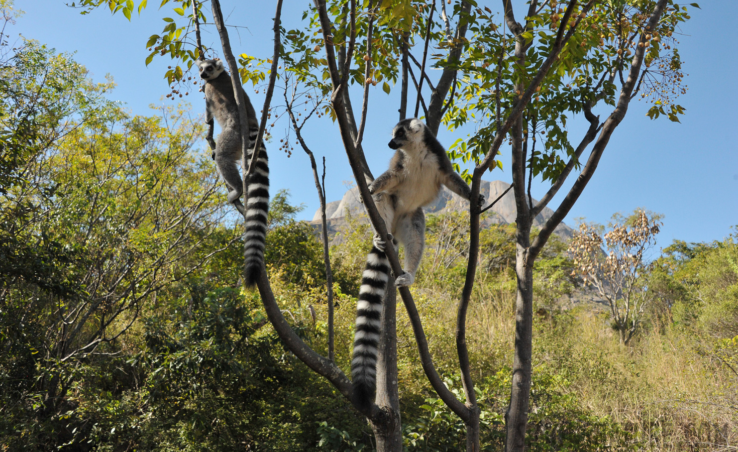 Lemur catta [28 mm, 1/1600 sec at f / 8.0, ISO 1600]