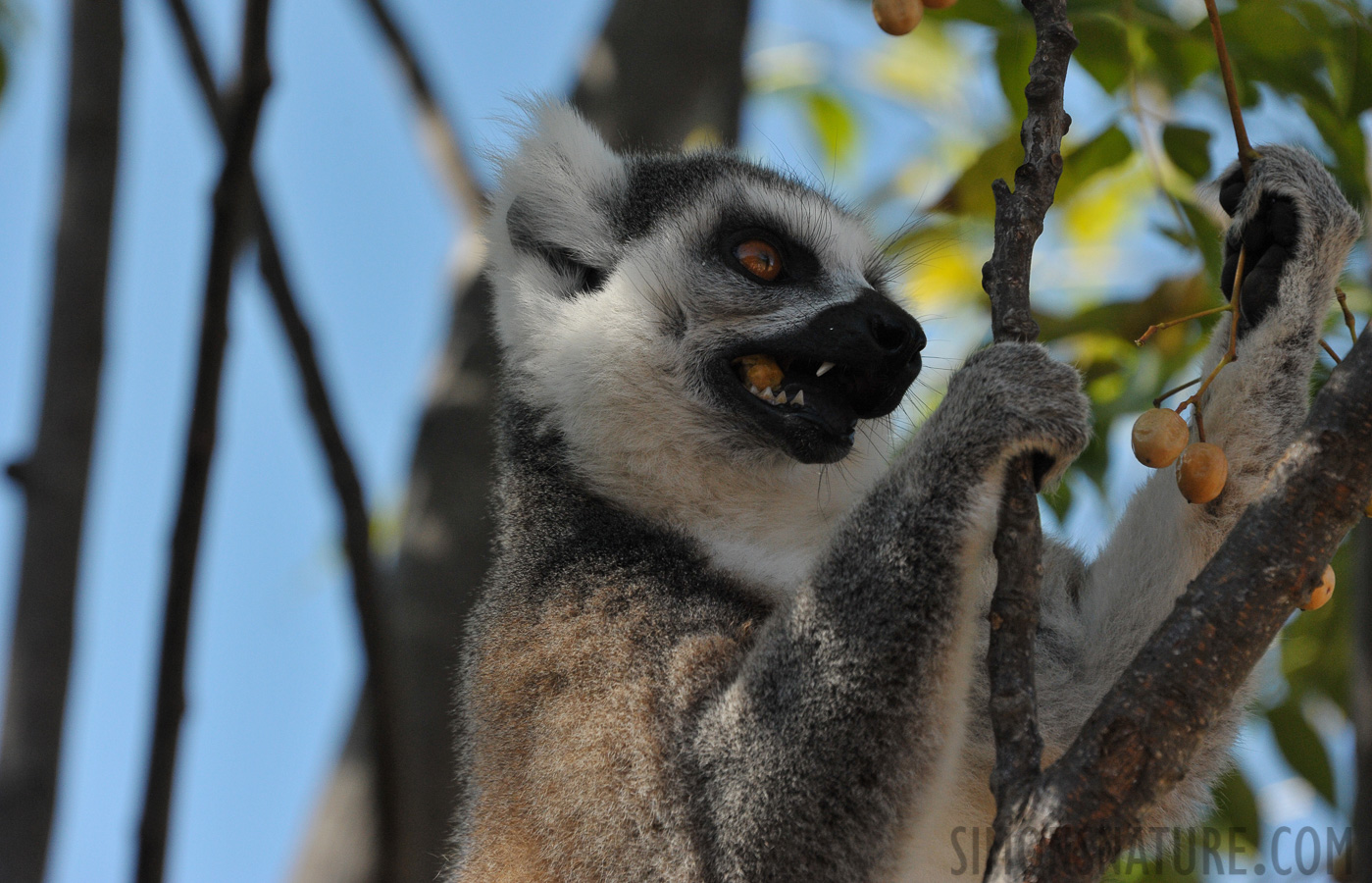 Lemur catta [300 mm, 1/1600 sec at f / 8.0, ISO 1600]