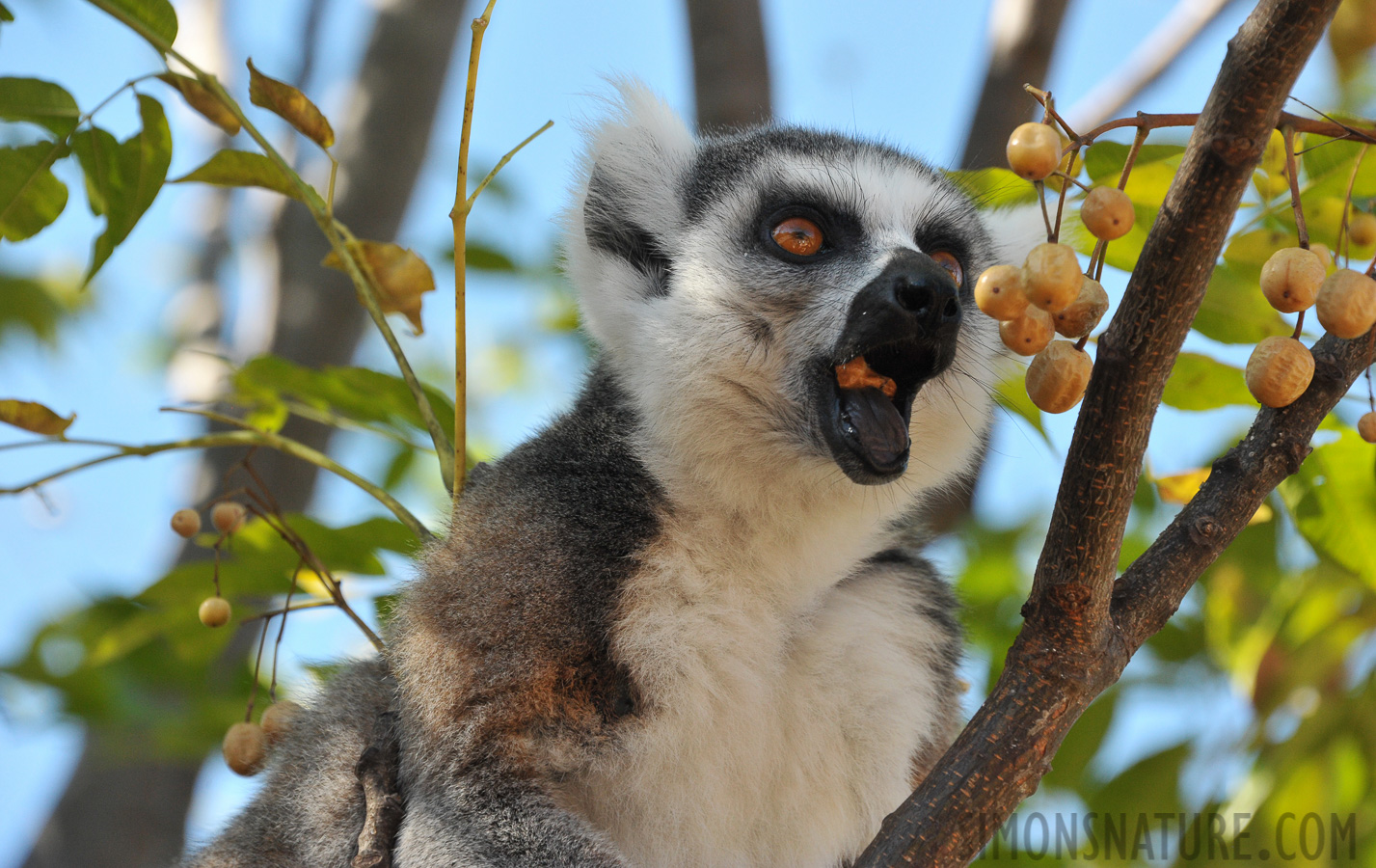 Lemur catta [300 mm, 1/640 sec at f / 8.0, ISO 1600]