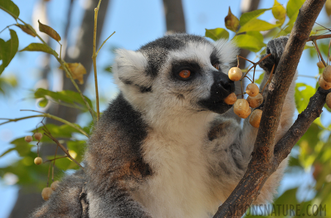 Lemur catta [300 mm, 1/800 sec at f / 8.0, ISO 1600]