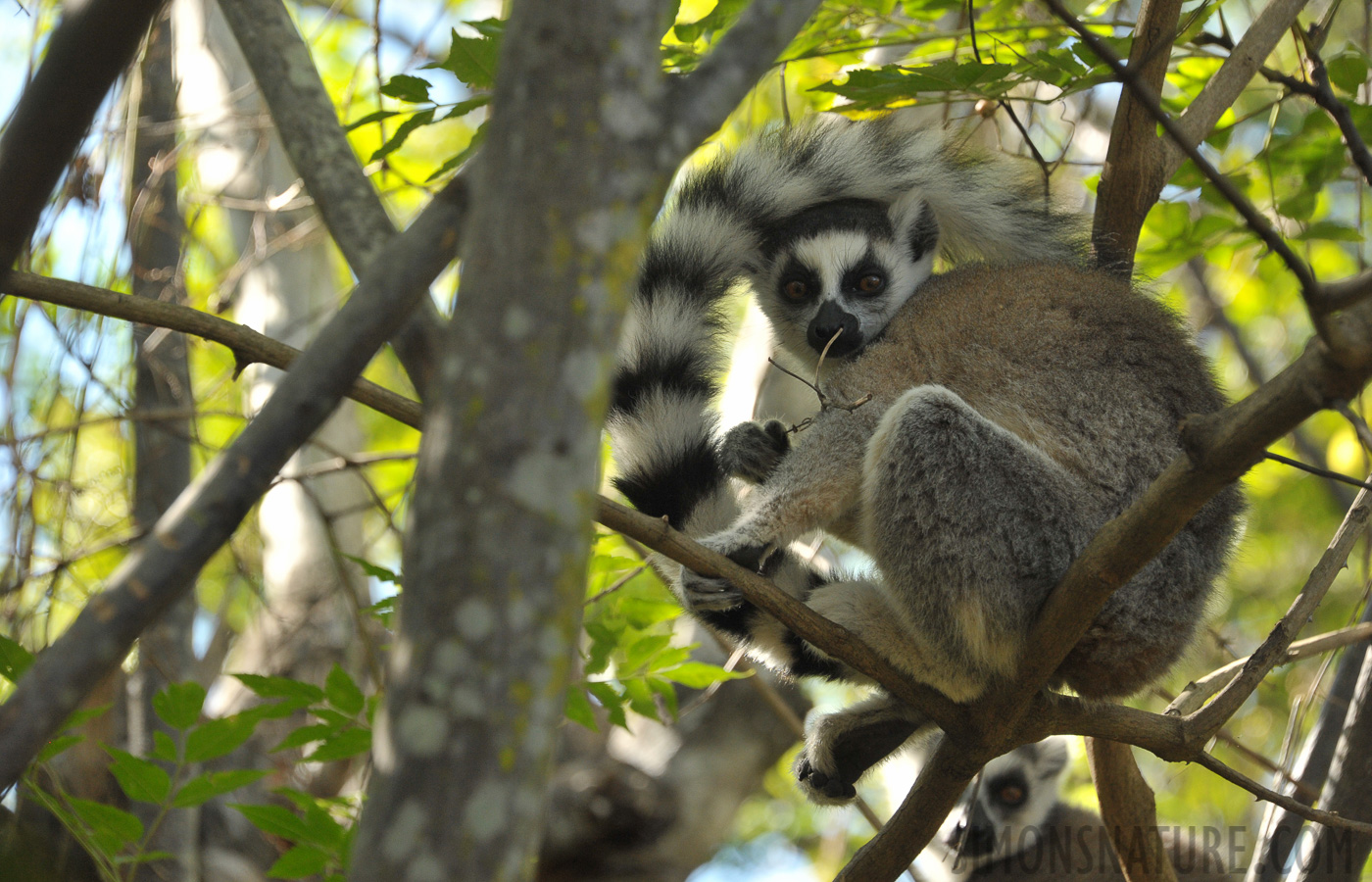 Lemur catta [230 mm, 1/400 sec at f / 8.0, ISO 1600]