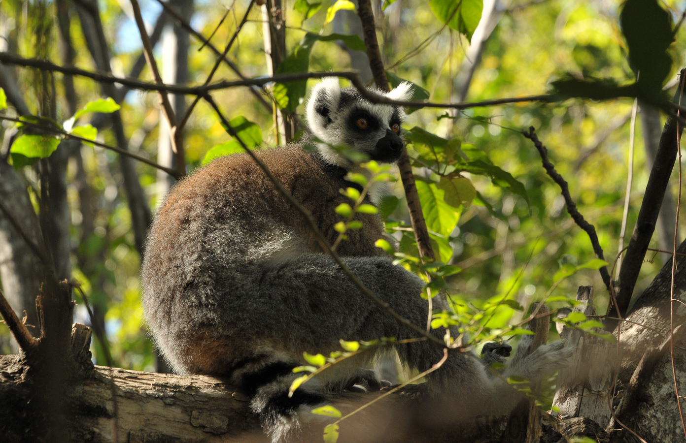 Lemur catta [145 mm, 1/500 sec at f / 8.0, ISO 1600]