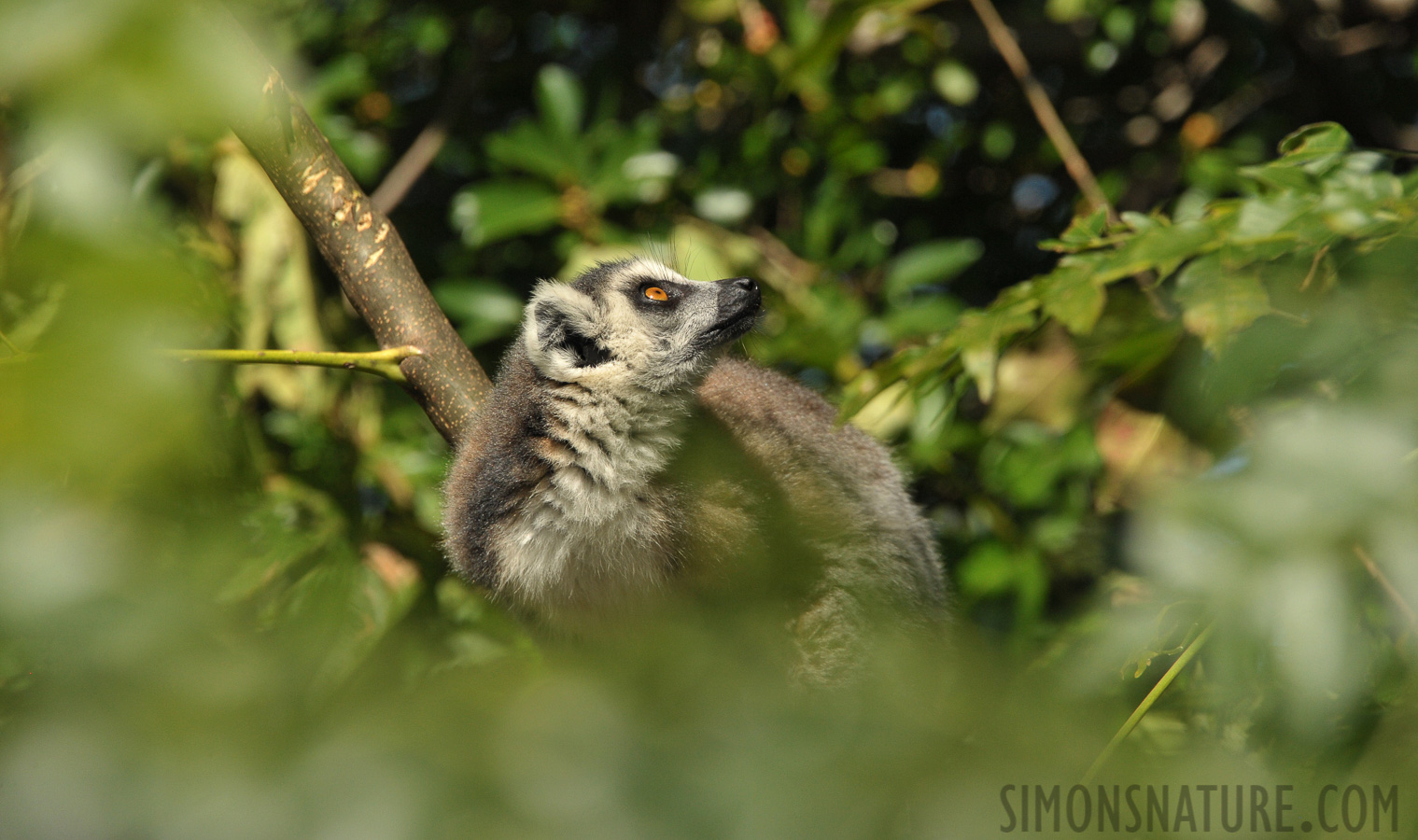 Lemur catta [300 mm, 1/2500 sec at f / 8.0, ISO 1600]