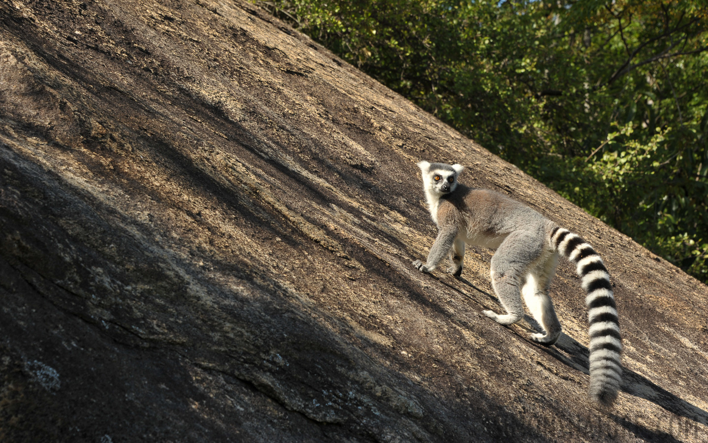 Lemur catta [112 mm, 1/250 sec at f / 10, ISO 400]