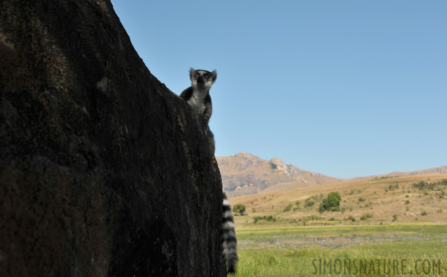 Lemur catta [55 mm, 1/1000 sec at f / 8.0, ISO 400]