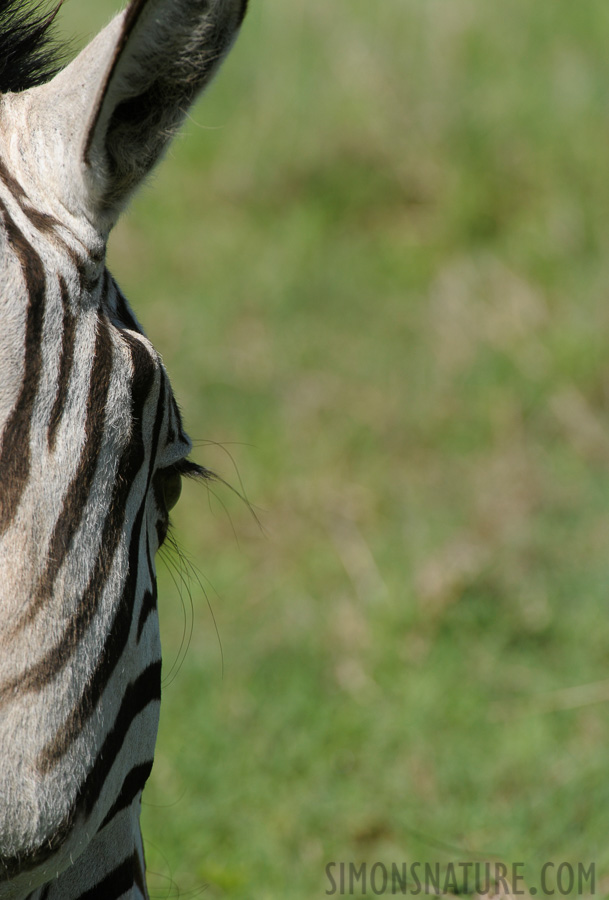 Equus quagga boehmi [550 mm, 1/800 sec at f / 9.0, ISO 500]