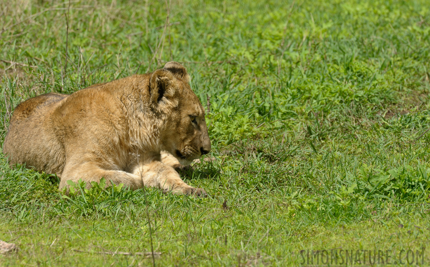 Panthera leo melanochaita [550 mm, 1/500 sec at f / 11, ISO 500]