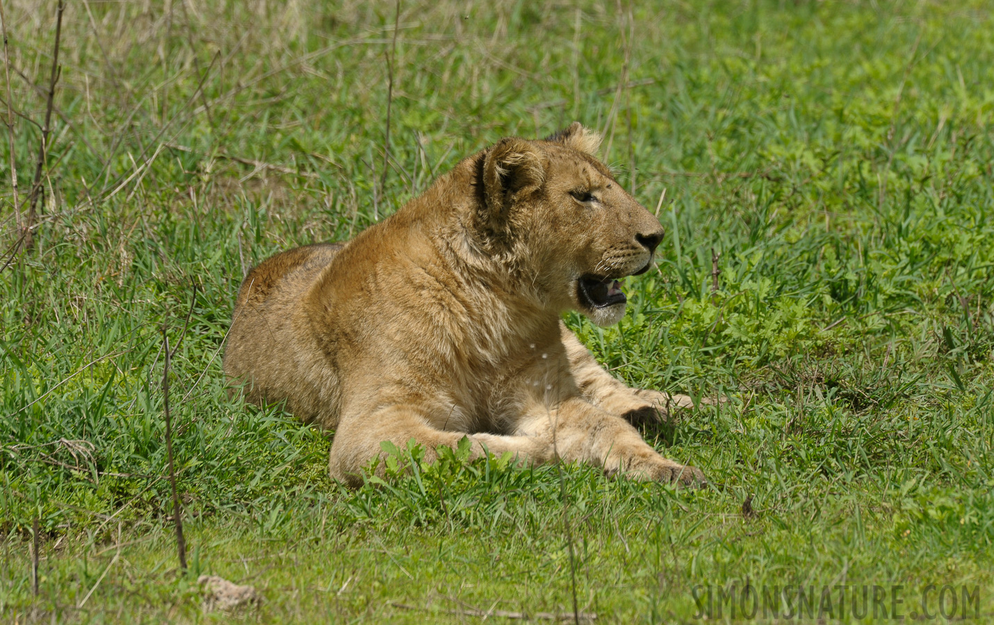 Panthera leo melanochaita [550 mm, 1/640 sec at f / 11, ISO 500]