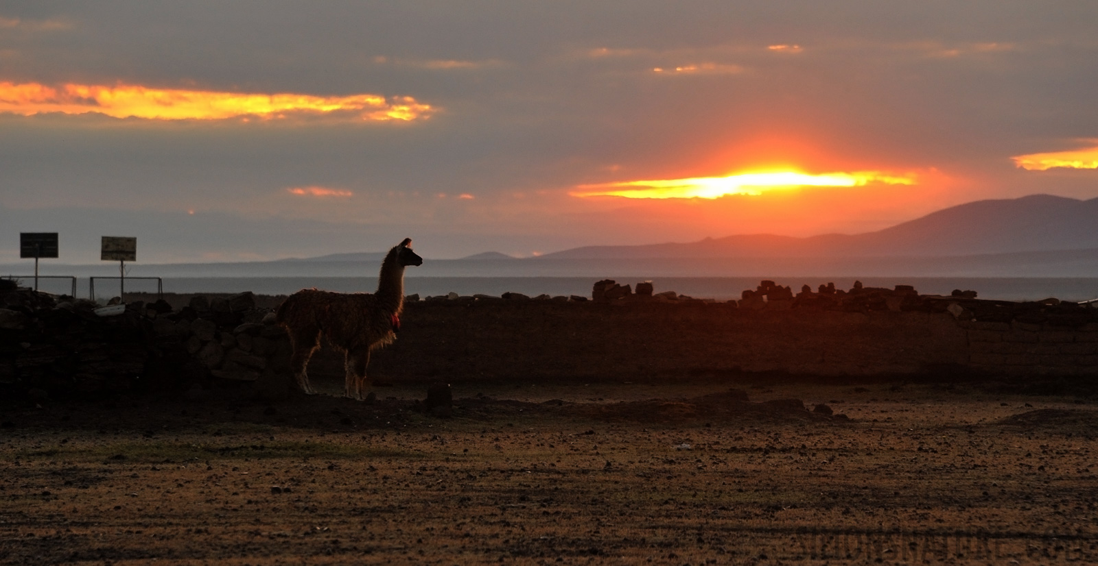 A Lama greets the sun [300 mm, 1/250 sec at f / 10, ISO 1600]