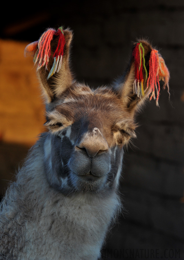 The lamas enjoy the warming sun [160 mm, 1/200 sec at f / 7.1, ISO 500]
