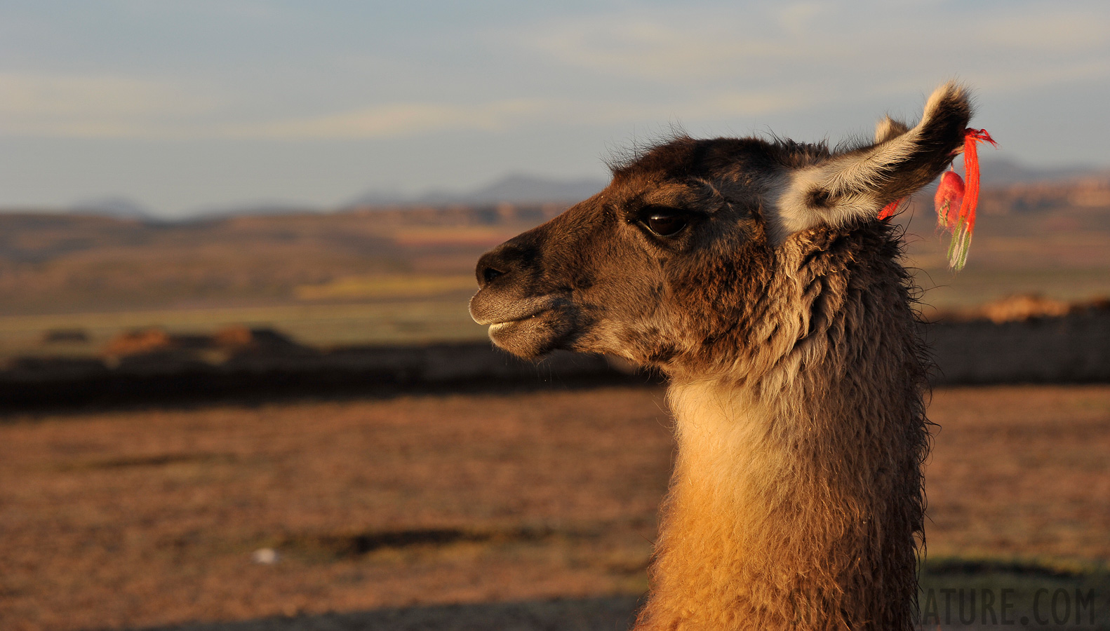 The lamas enjoy the warming sun [112 mm, 1/400 sec at f / 7.1, ISO 500]