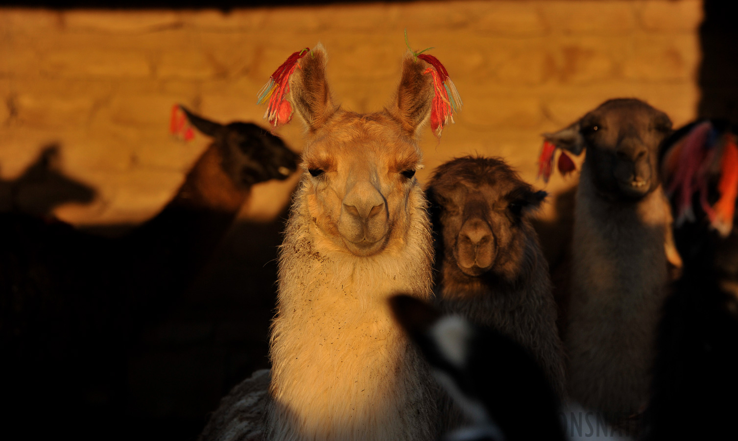 The lamas enjoy the warming sun [150 mm, 1/640 sec at f / 7.1, ISO 500]