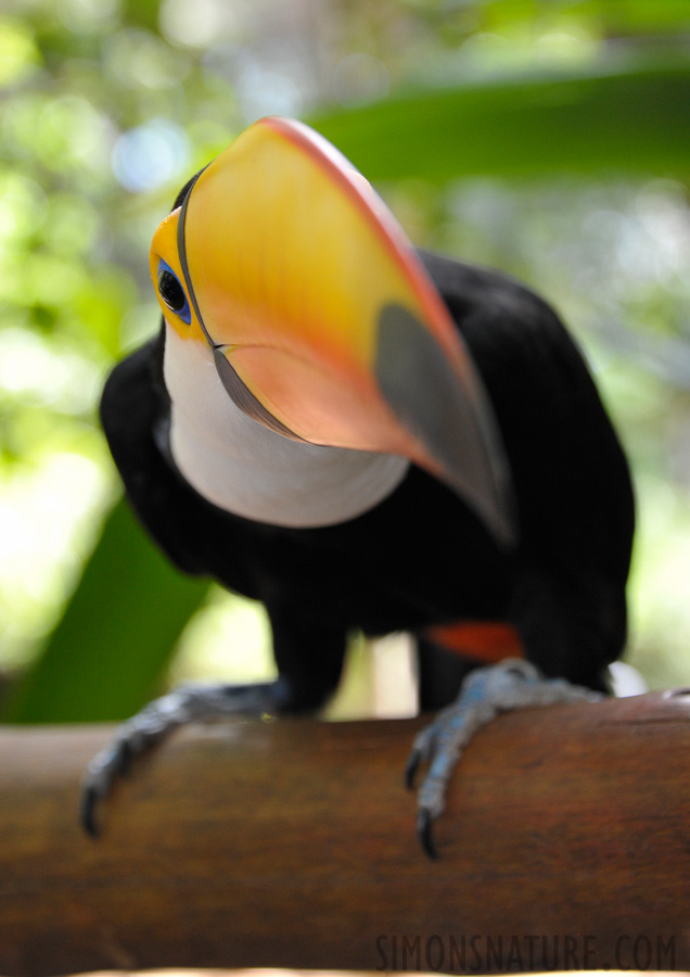 Bird Park in Iguazu [90 mm, 1/125 sec at f / 5.6, ISO 1600]