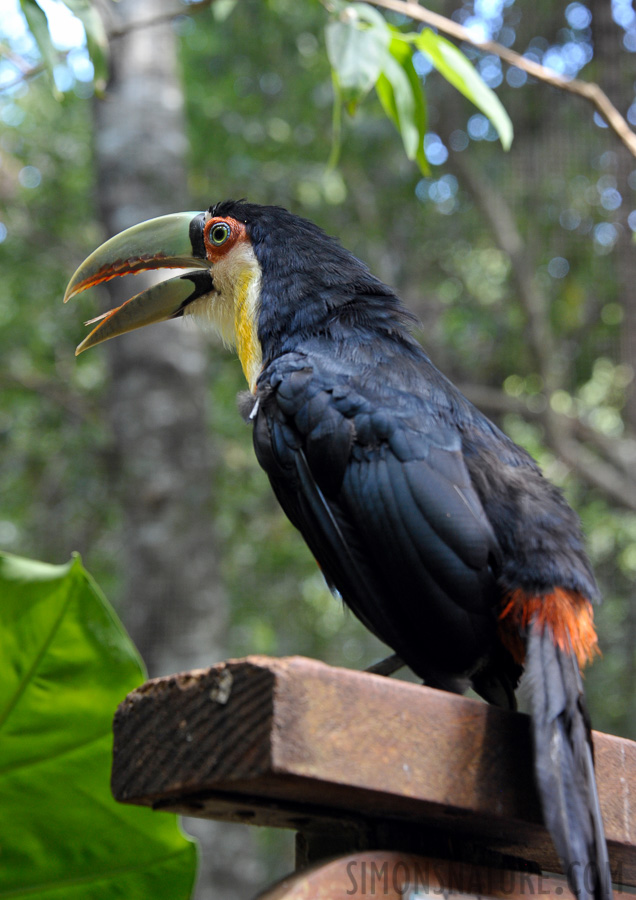 Bird Park in Iguazu [92 mm, 1/80 sec at f / 6.3, ISO 1600]