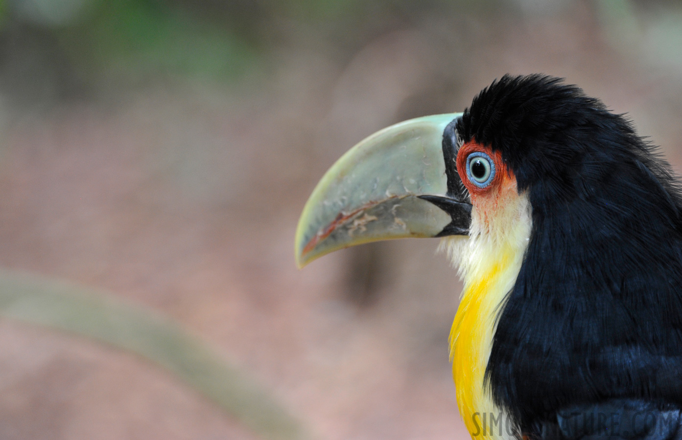 Bird Park in Iguazu [300 mm, 1/60 sec at f / 6.3, ISO 1600]