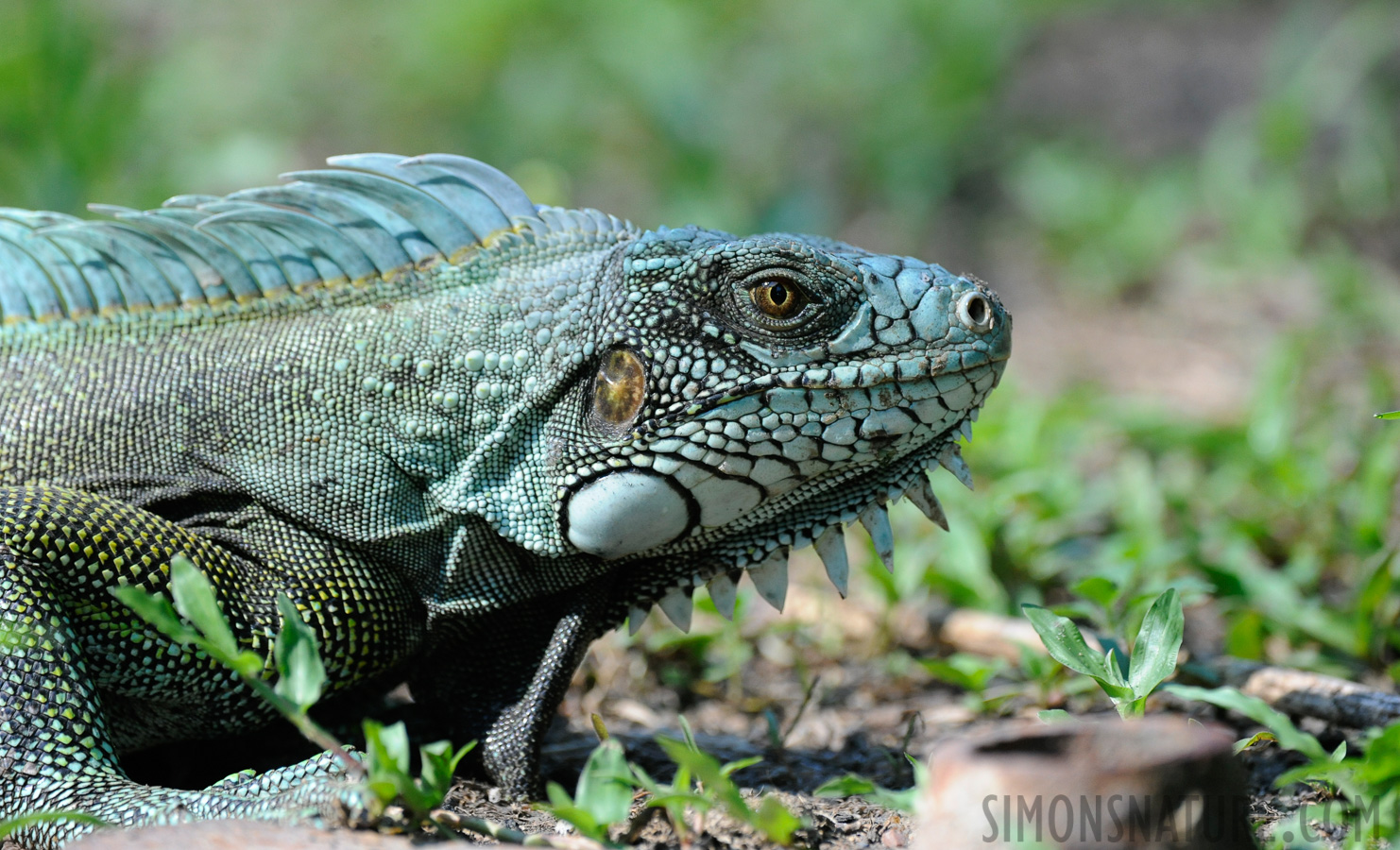 Iguana iguana iguana [400 mm, 1/800 sec at f / 6.3, ISO 2000]