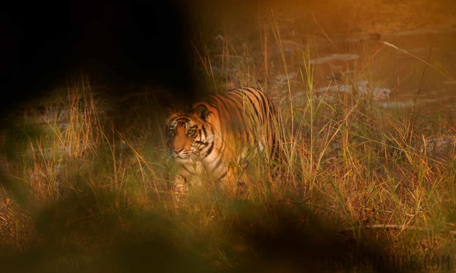 Panthera tigris tigris [550 mm, 1/100 sec at f / 5.6, ISO 400]