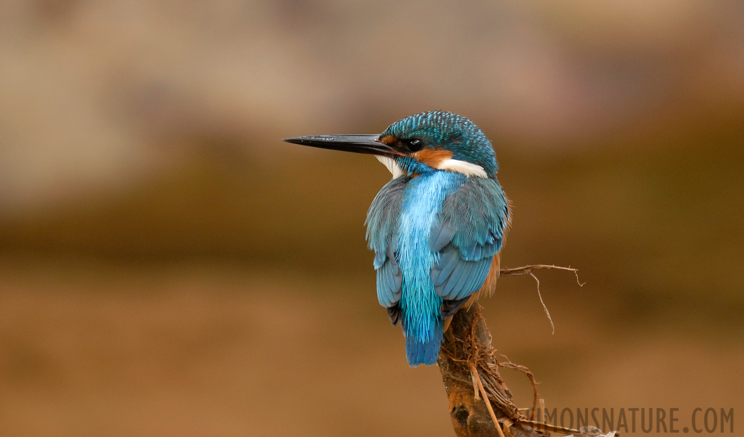 Alcedo atthis bengalensis [400 mm, 1/90 sec at f / 4.5, ISO 400]