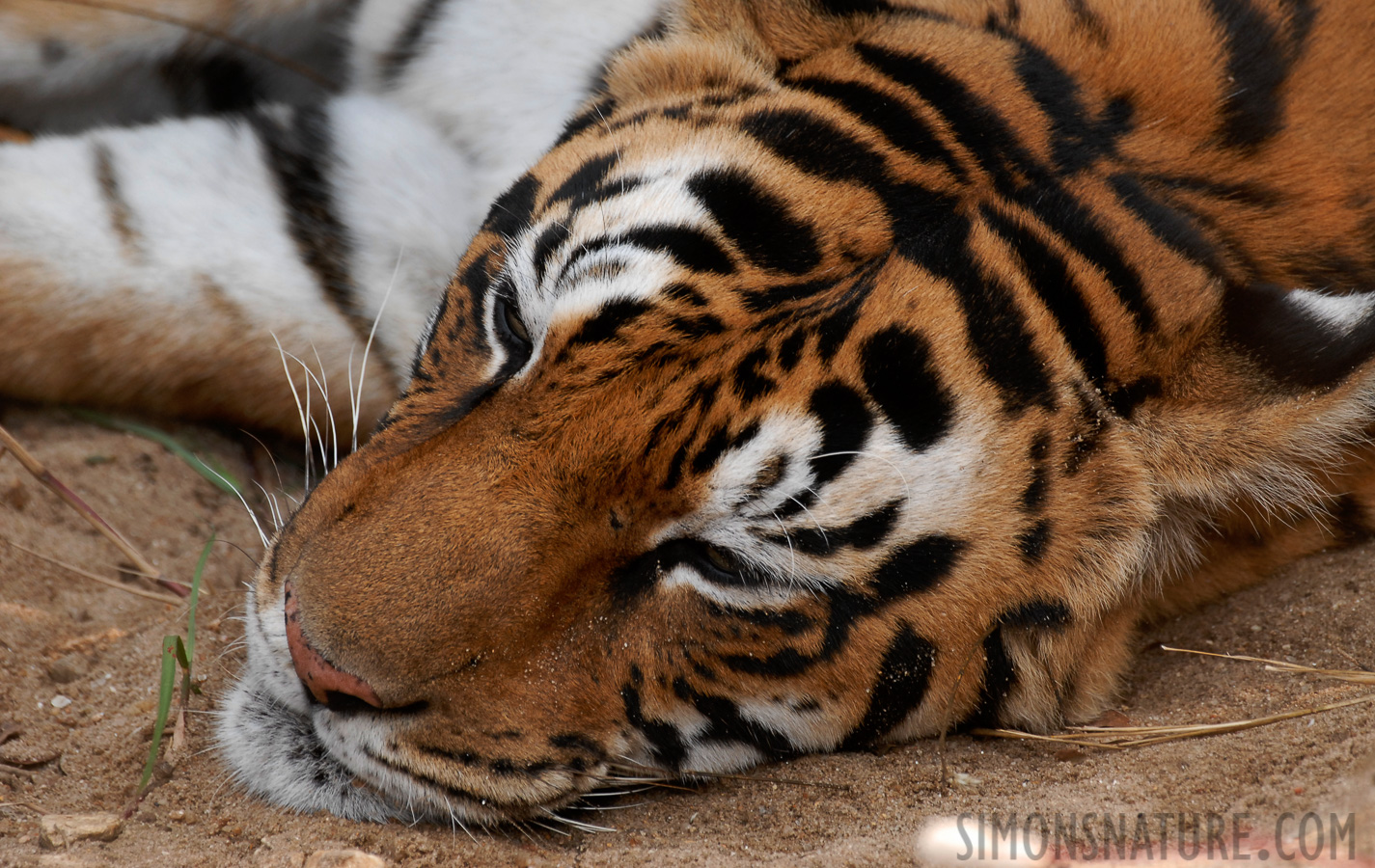 Panthera tigris tigris [400 mm, 1/180 sec at f / 5.6, ISO 400]