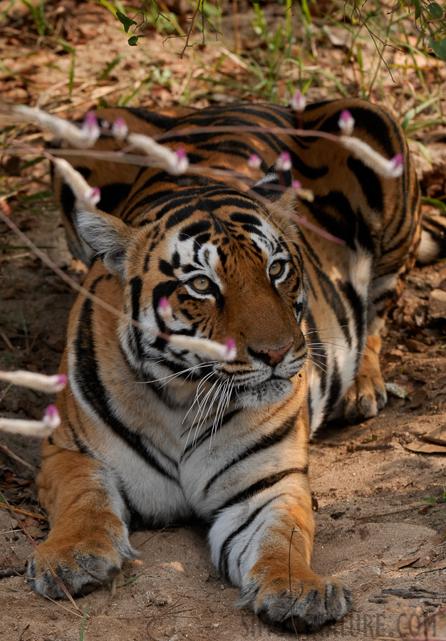 Panthera tigris tigris [210 mm, 1/250 sec at f / 5.6, ISO 400]