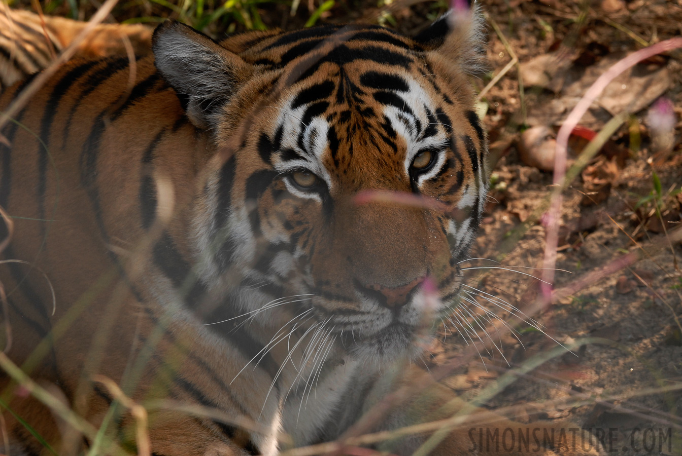 Panthera tigris tigris [250 mm, 1/250 sec at f / 6.3, ISO 400]