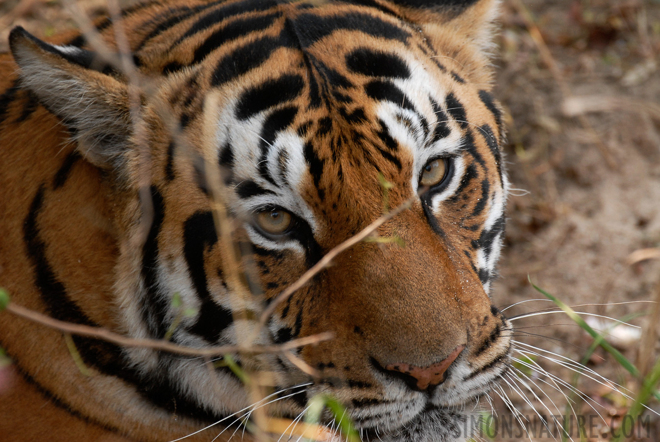 Panthera tigris tigris [380 mm, 1/160 sec at f / 6.3, ISO 400]