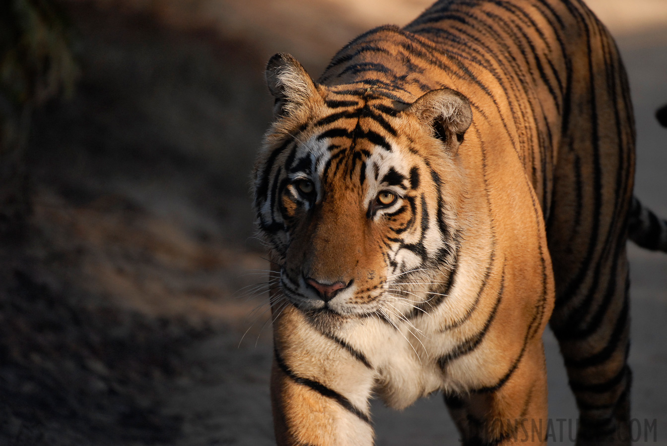 Panthera tigris tigris [400 mm, 1/640 sec at f / 4.0, ISO 400]