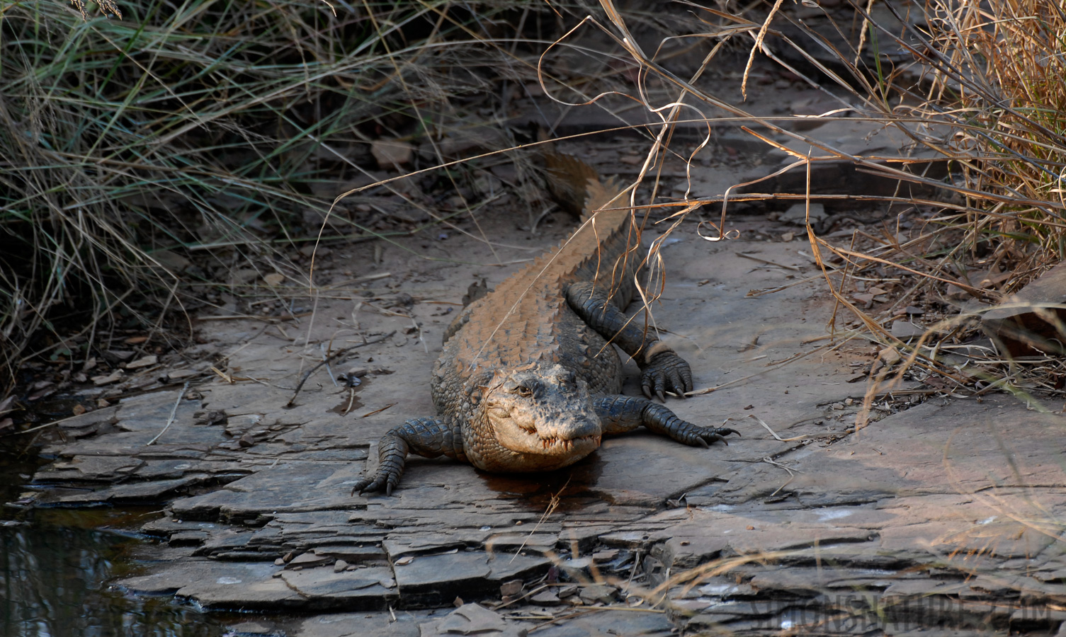 Crocodylus palustris [400 mm, 1/100 sec at f / 5.0, ISO 400]