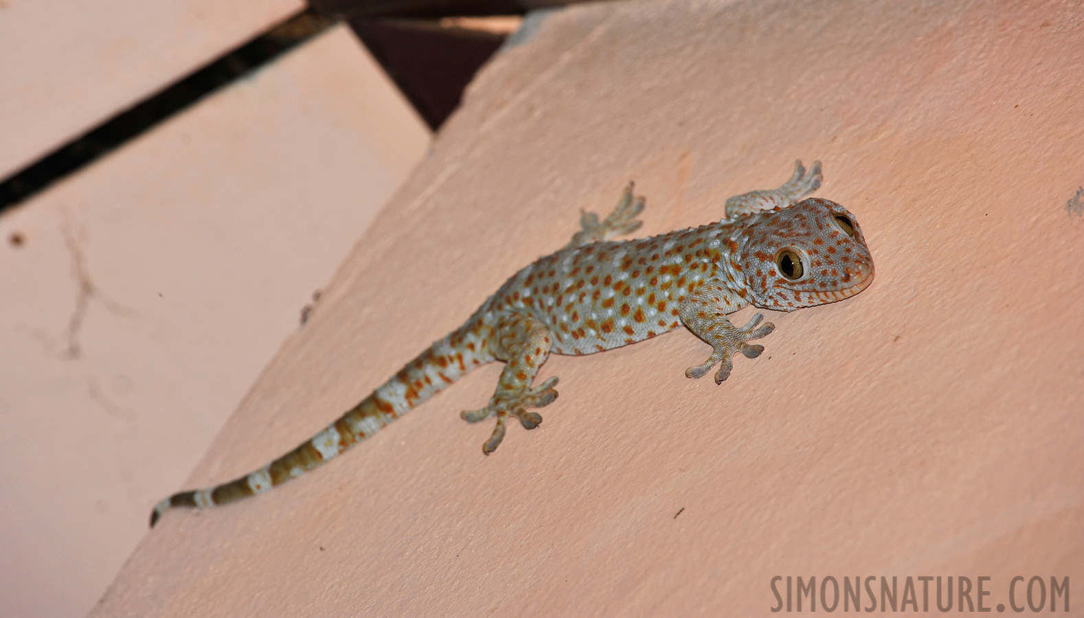 Gekko gecko gecko [340 mm, 1/60 sec at f / 9.0, ISO 400]