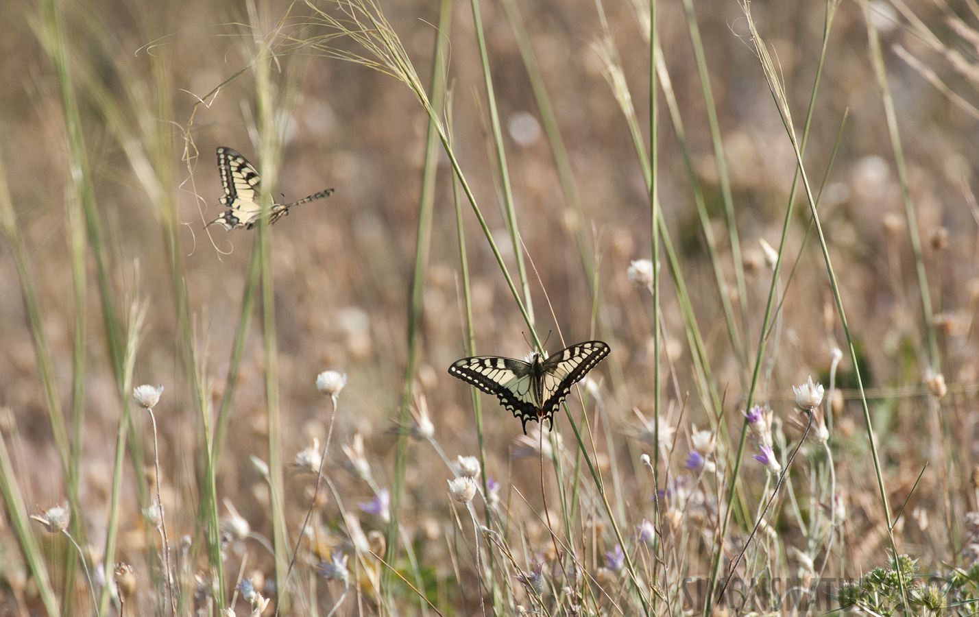 Papilio machaon machaon [550 mm, 1/2500 sec at f / 8.0, ISO 1600]