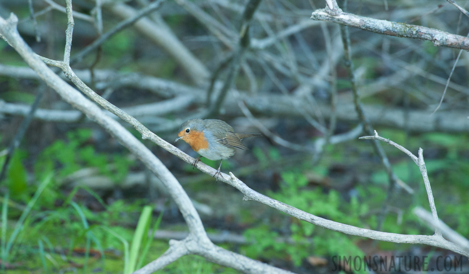 Erithacus rubecula [550 mm, 1/80 sec at f / 8.0, ISO 2500]